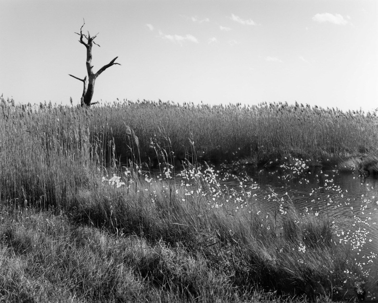 Gesche Würfel  Alligator River National Wildlife Refuge, NC (1), version 1, 2021  Archival Pigment Print  8h x 10w in 20.32h x 25.40w cm  5  GW_010, Black and White, Landscape, commentary on climate change