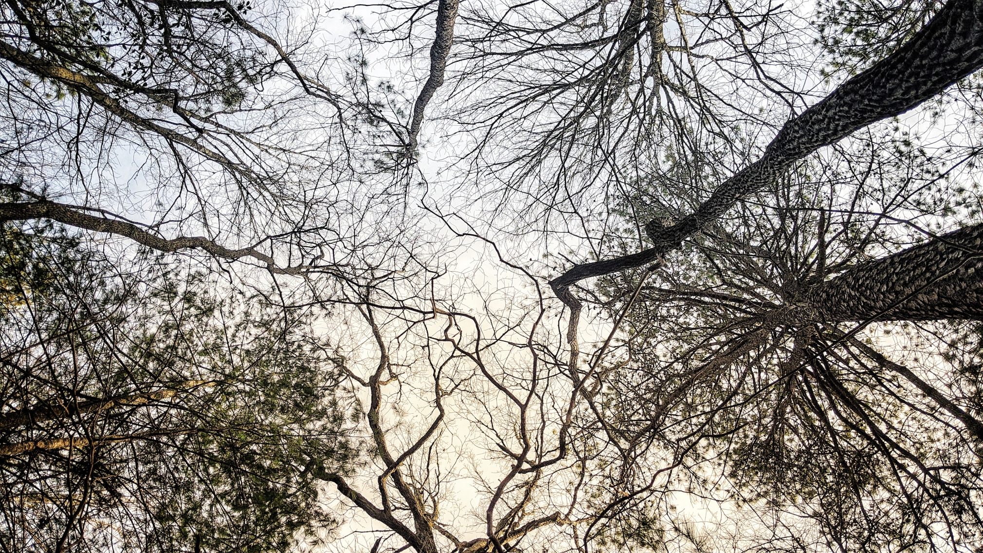 FTFF (1), 2020  Archival pigment print  12.5h x 20l in  Edition of 10  $250 (single print)  $1750 (entire portfolio)