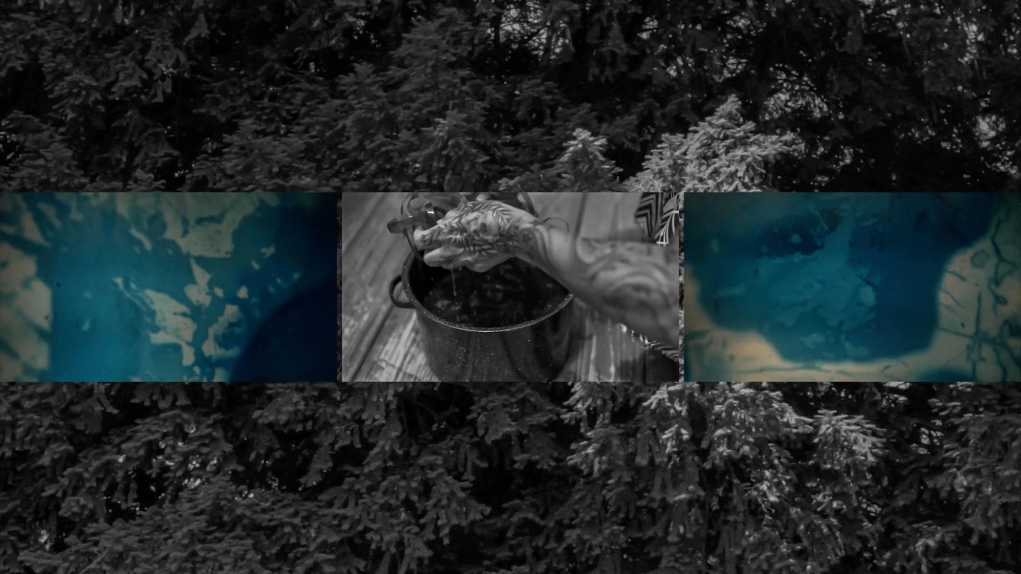 from the series, "Conditions for an Unfinished Work of Mourning: Wretched Yew", video showing artist creating cyanotpes in Yew Trees in the Pacific North West, audio is Portland, OR based punk band