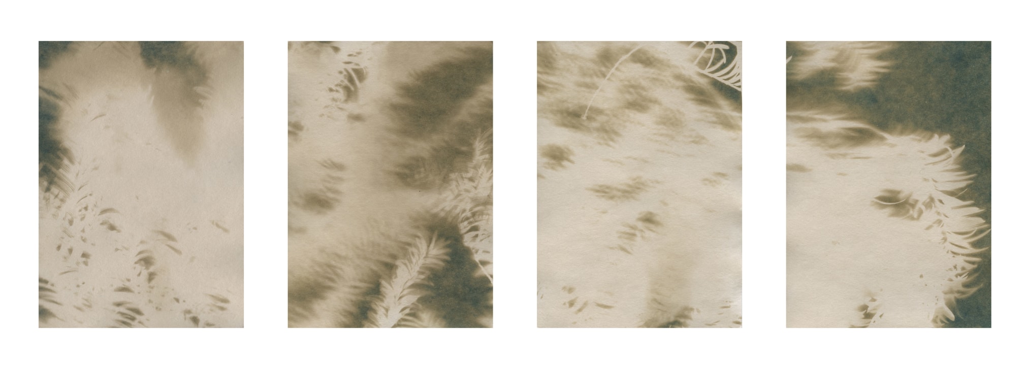 Dawn Roe  Lone Fir Yew (2) from the series, "Conditions for an Unfinished Work of Mourning: Wretched Yew", 2019  Toned Cyanotype on paper  Set of 4, 7 x 5 inches each (paper size), set of 4, brown toned cyanotypes of yew tree branches moving in the wind