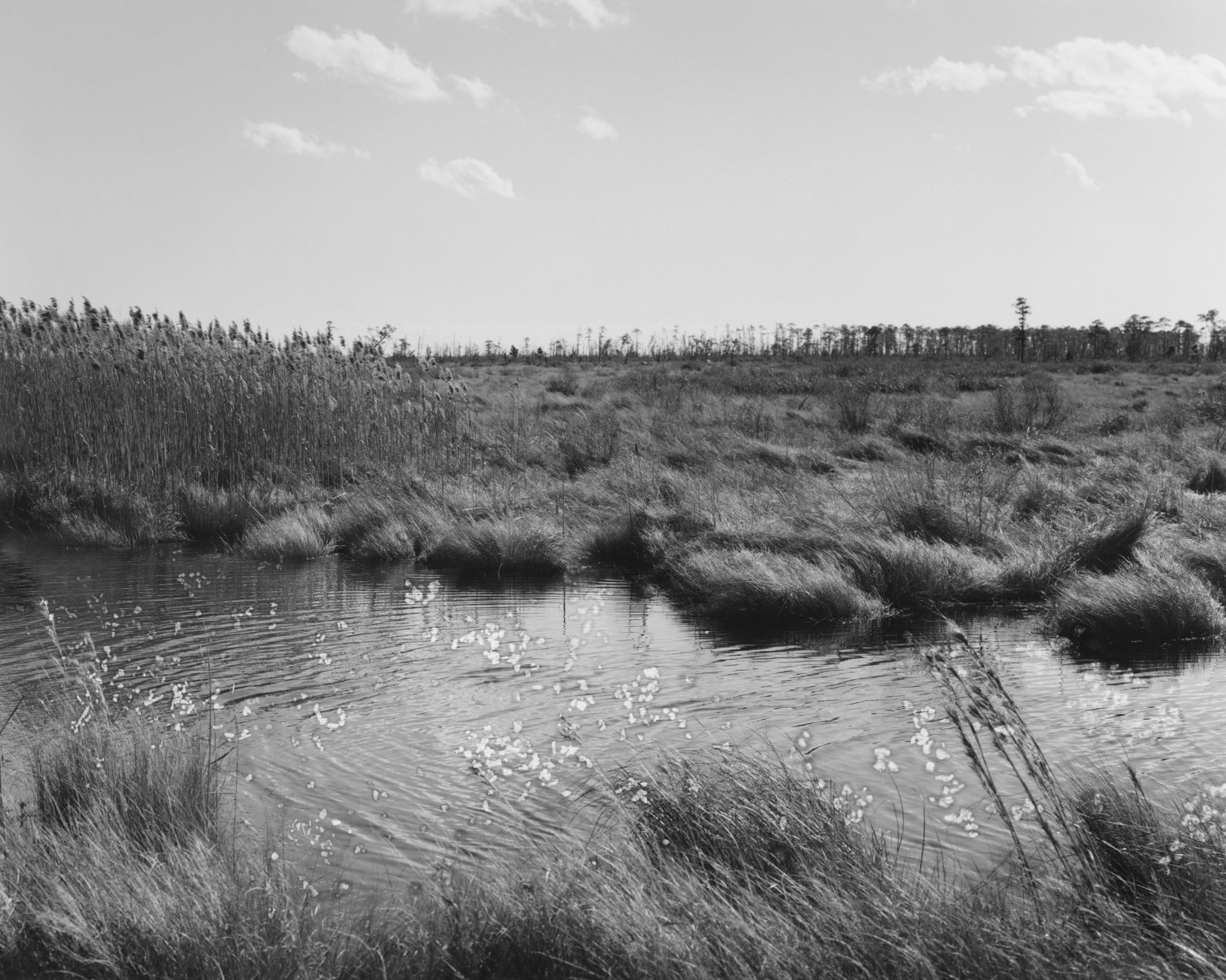 Gesche Würfel  Alligator River National Wildlife Refuge, NC (2), version 1, 2021  Archival Pigment Print  8h x 10w in 20.32h x 25.40w cm  5  GW_011, Black and White, Landscape, commentary on climate change