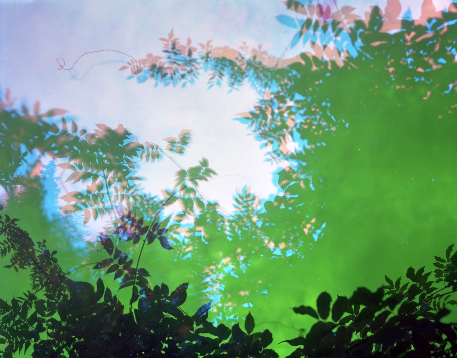 Multiple exposure color photograph of Wysteria by Bryan Graf