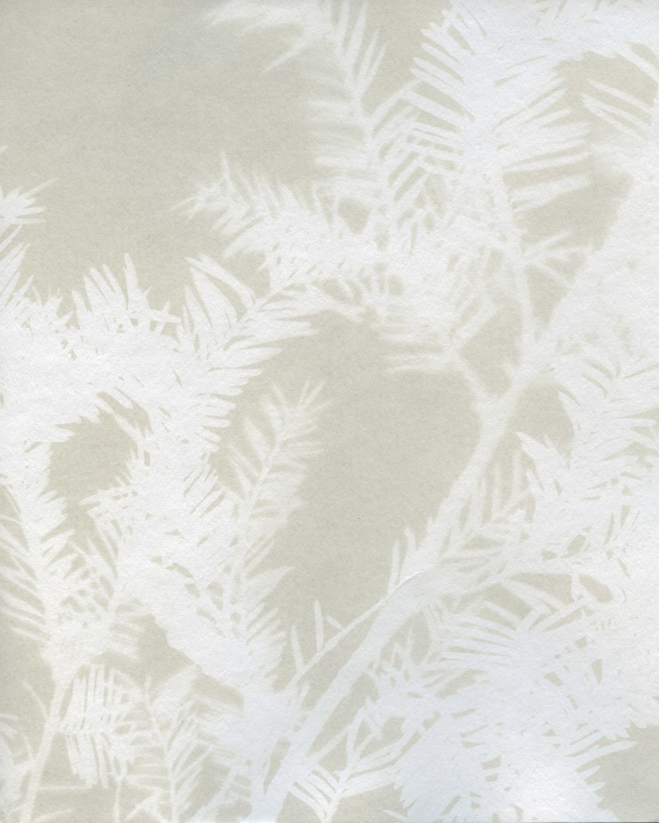 Dawn Roe  Mt. Richmond Yew (1) from the series, "Conditions for an Unfinished Work of Mourning: Wretched Yew", 2019  Cyanotype  10 x 8 inches (paper size), ghostly, gray and silver image of a yew tree branch