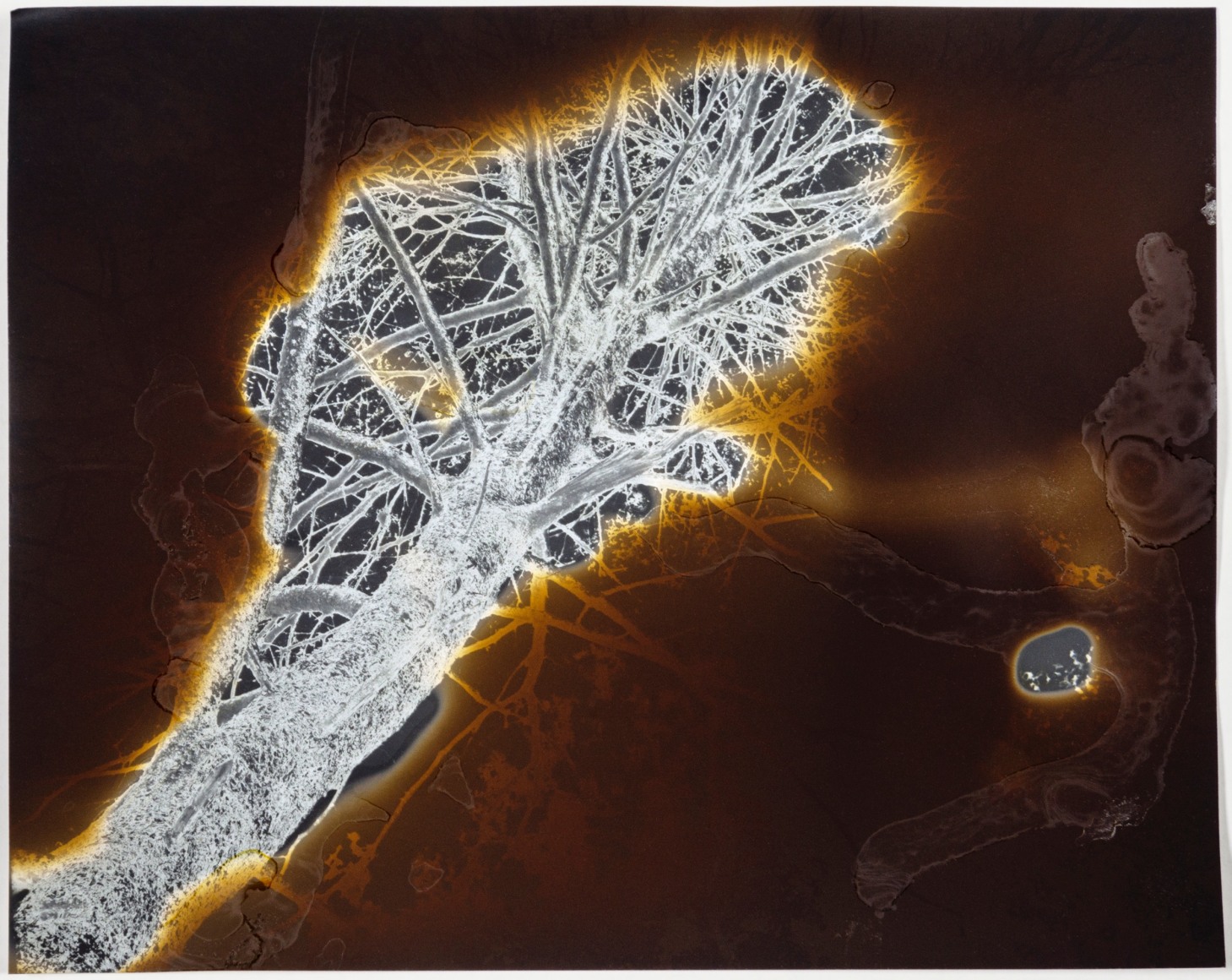 Gesche Würfel  Rumbling Bald, NC (3), version 1, 2020-2021  Solarized and burned gelatin silver print on matte fiber paper  8h x 10w in 20.32h x 25.40w cm  GW_007, horizontal, solarized black and white photograph of a tree, the print is then roasted and burned in a kiln