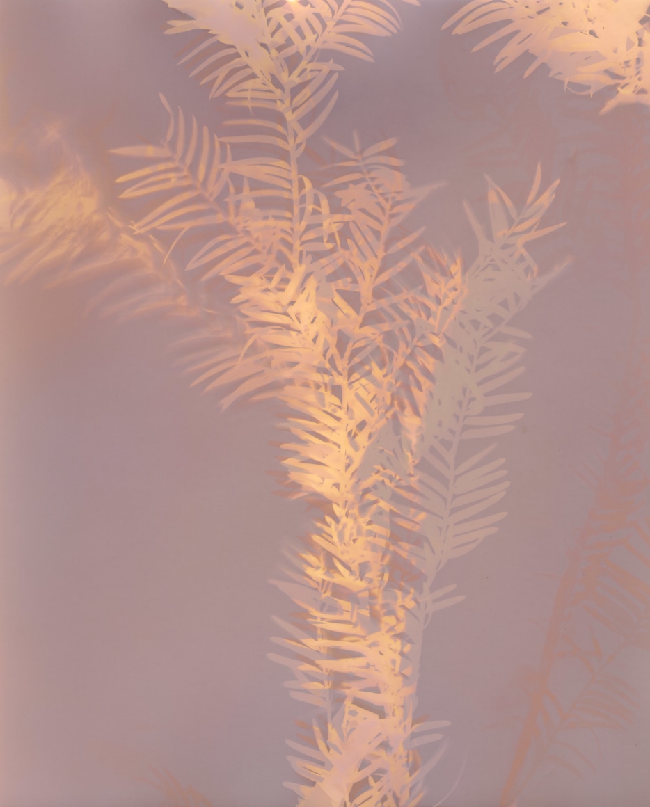 Dawn Roe  Lone Fir Yew (Branches) from the series, "Conditions for an Unfinished Work of Mourning: Wretched Yew", 2019  Gelatin silver print on fiber-based paper  10 x 8 inches (paper Size), photogram of a yew tree branch