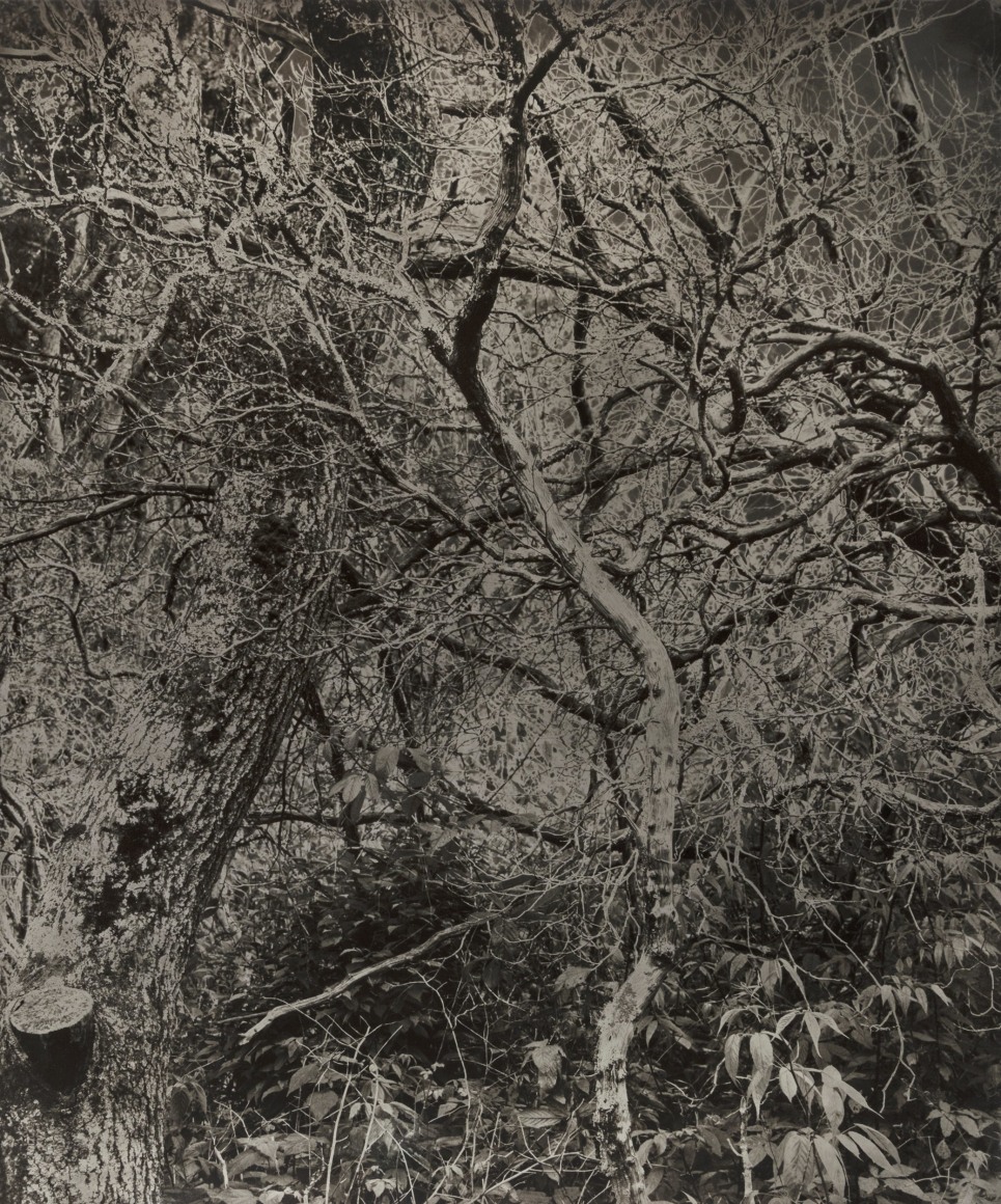 Gesche Würfel  Wayah Bald, NC (1), version 1, 2020  Solarized gelatin silver print on glossy fiber paper  24h x 20w in 60.96h x 50.80w cm  GW_014, Black and White, Landscape, Solarized image of trees and branches intertwined to create an eerily interesting looking pattern