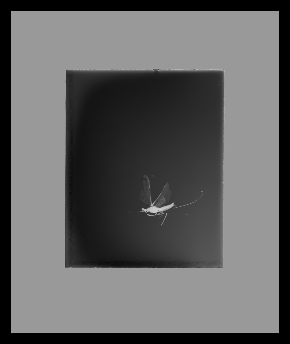 Entirely black background with white mayfly in the bottom right hand corner.