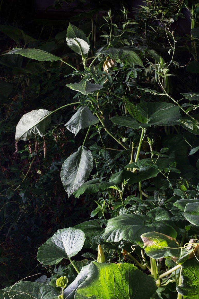 Sharon Core  Untitled #7, from the series &quot;Understory&quot;, 2015  Archival Pigment Print, photography, Asheville, contemporary art