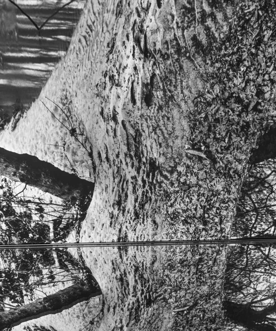 Gesche Würfel  Bolin Creek, NC (1), 2021  Archival Pigment Print  24h x 20w in 60.96h x 50.80w cm  5  GW_029, Black and White, Landscape, Close up of a tree stump with an inverted reflection towards the bottom of the image