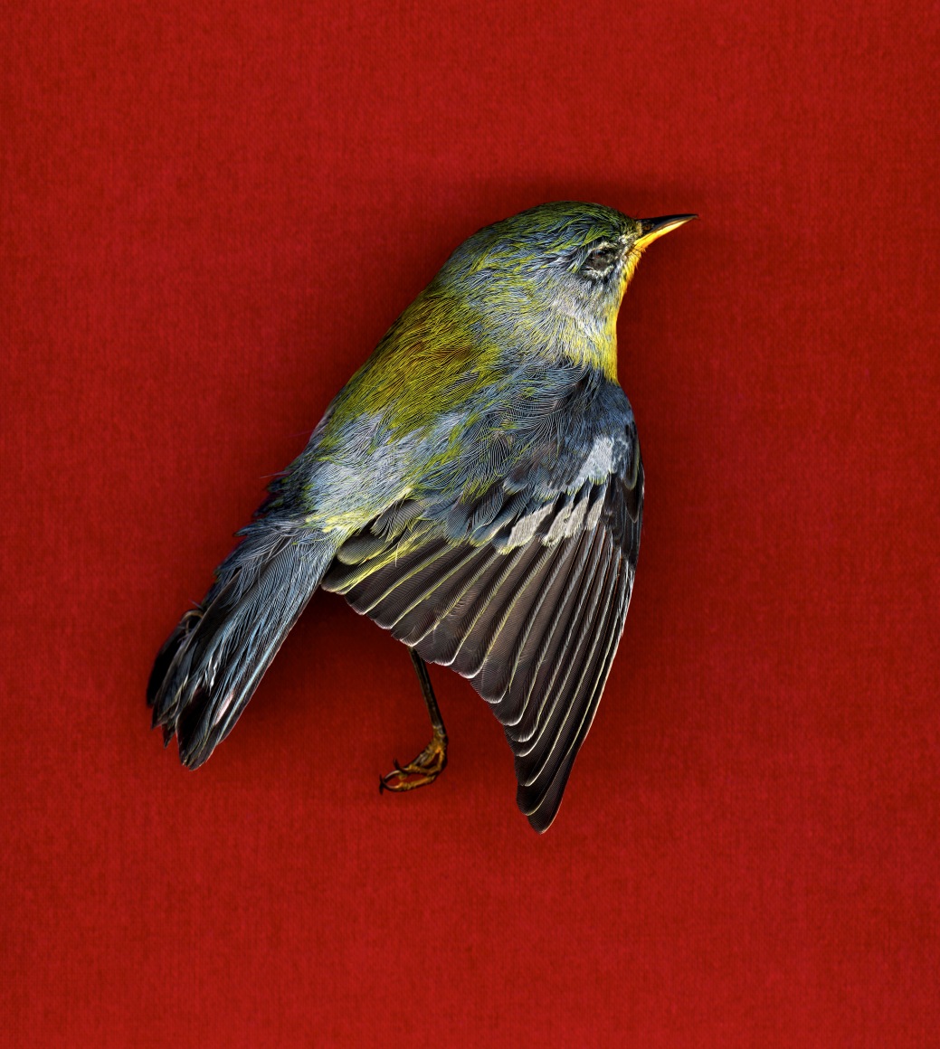 Colby Caldwell untitled (RED), 201617 Archival inkjet print mounted on csm 25h x 23w in, Edition of 5