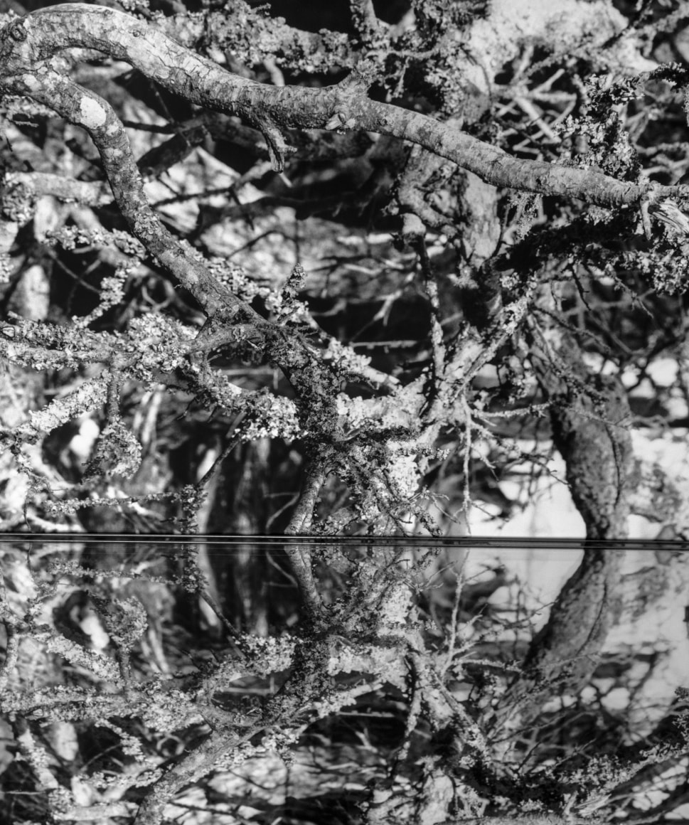Gesche Würfel  Nags Head Woods Preserve, NC (1), 2021  Archival Pigment Print  24h x 20w in 60.96h x 50.80w cm  Edition of 5  GW_009, Vertical Black and White photograph of a tree reflected in a mirror to show the effects of climate change and sea level rise in forests