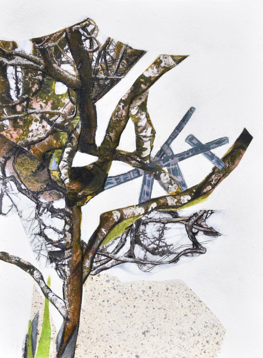 transplant series VIII