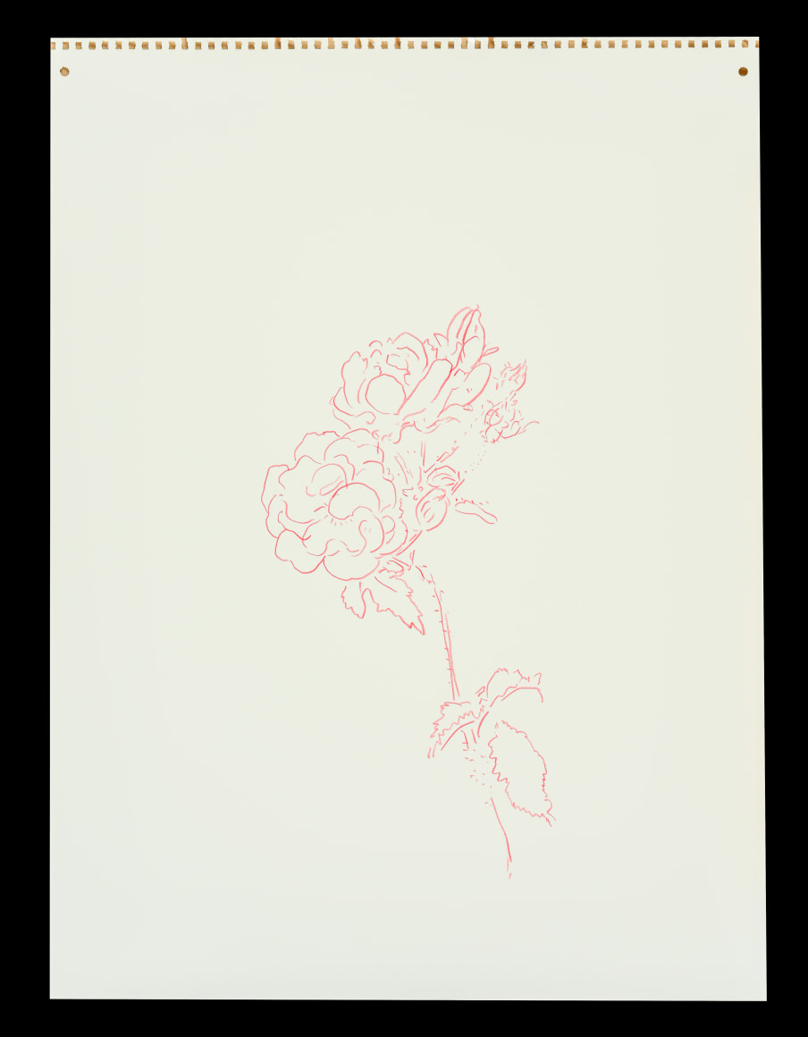 rosesmorninggloriesred