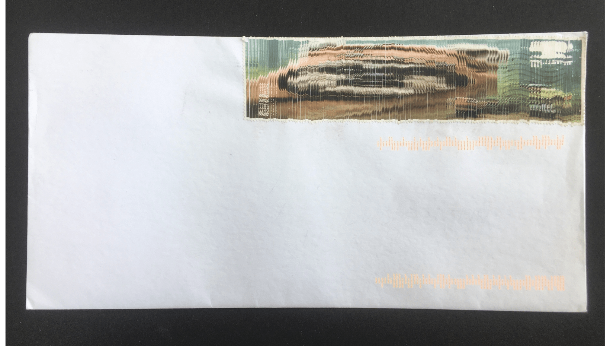 Wicket W Warrick, 2019