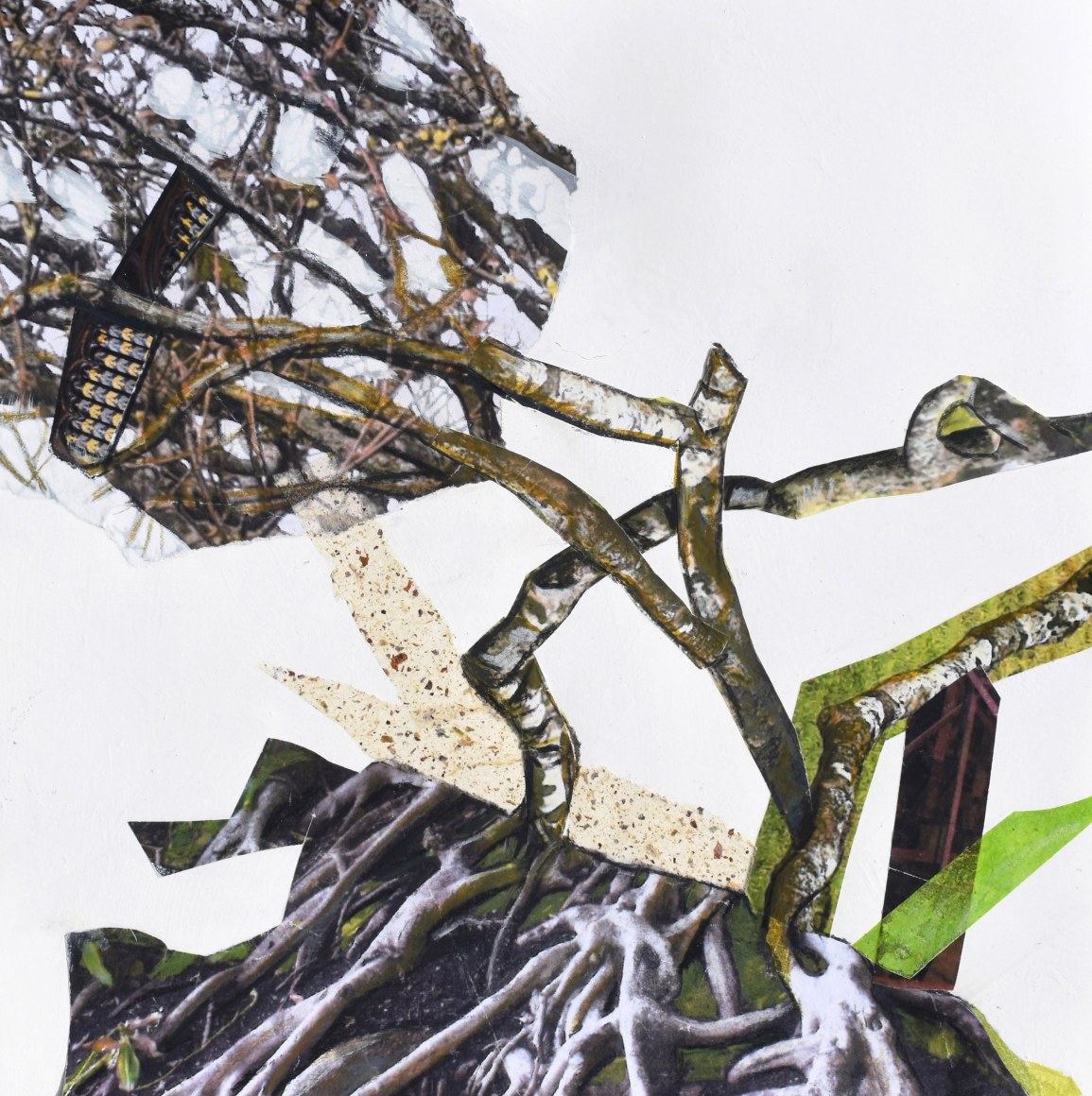 transplant series II