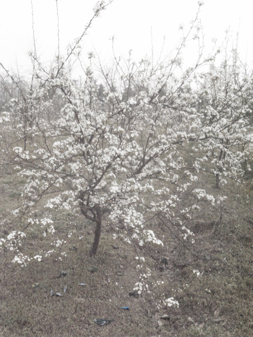 Blossoming Pear Tree - Sadness 一树梨花的伤春, 2012