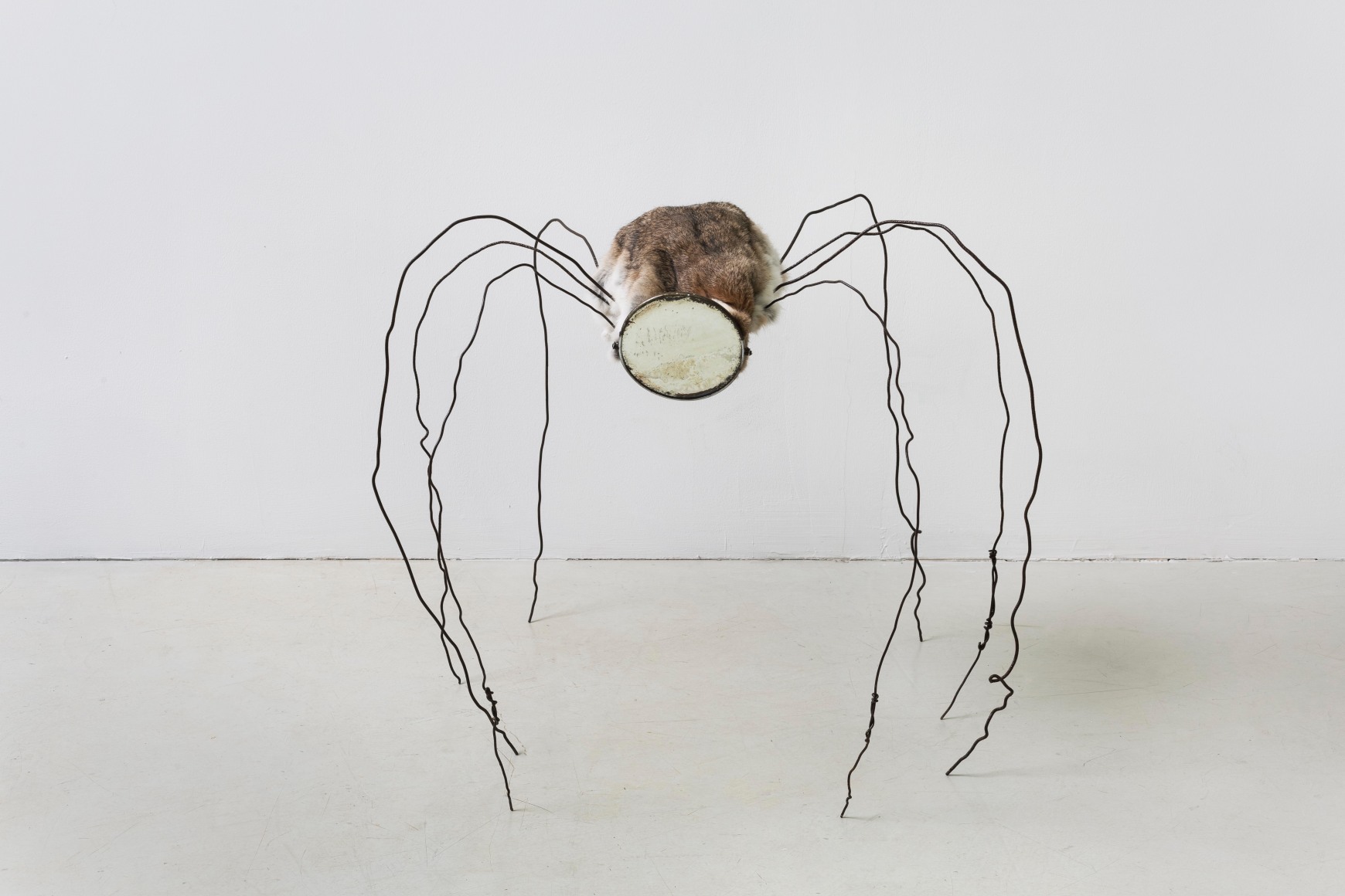 Mirrored Spider 镜面蜘蛛, 2017