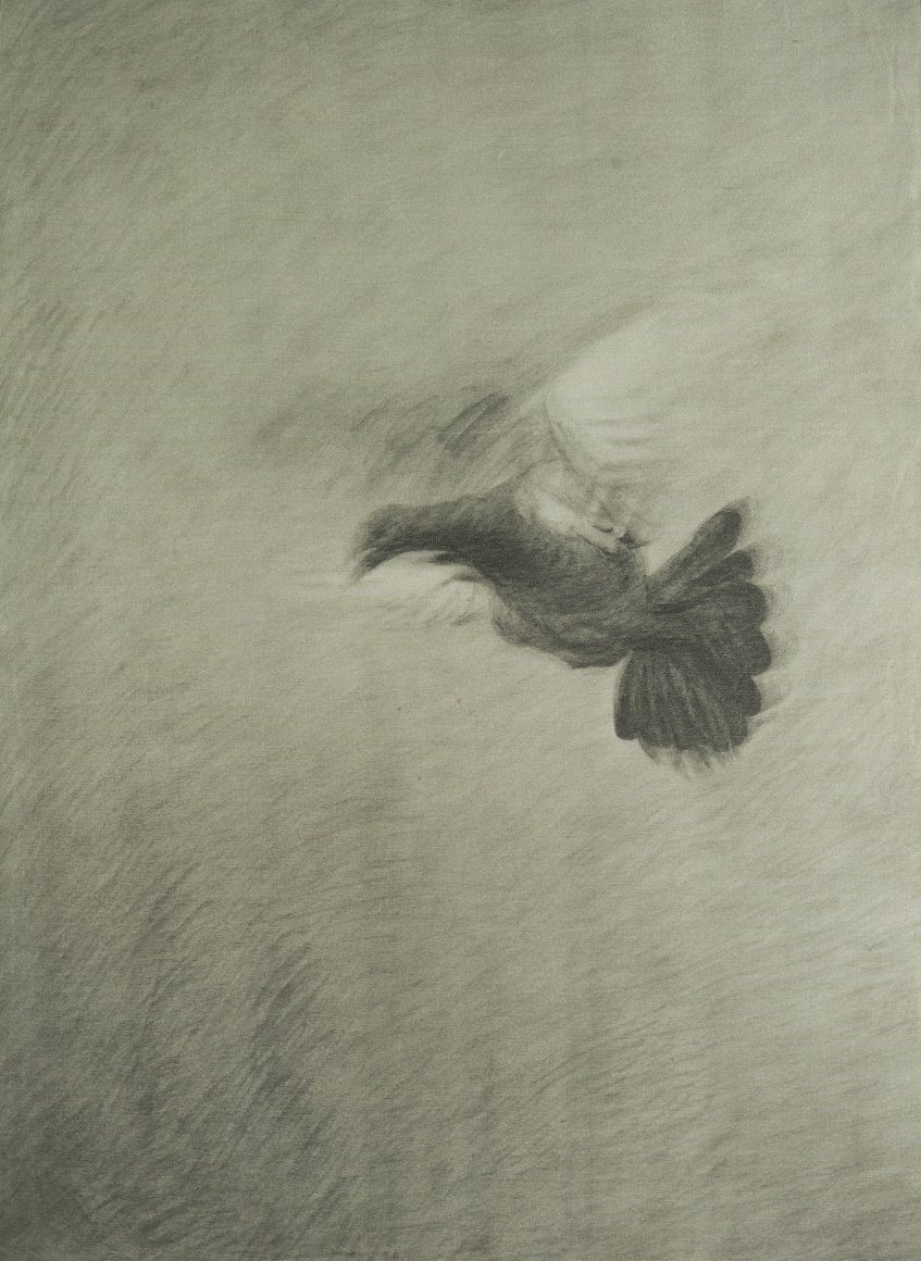 Pigeon 鸽子, 2012