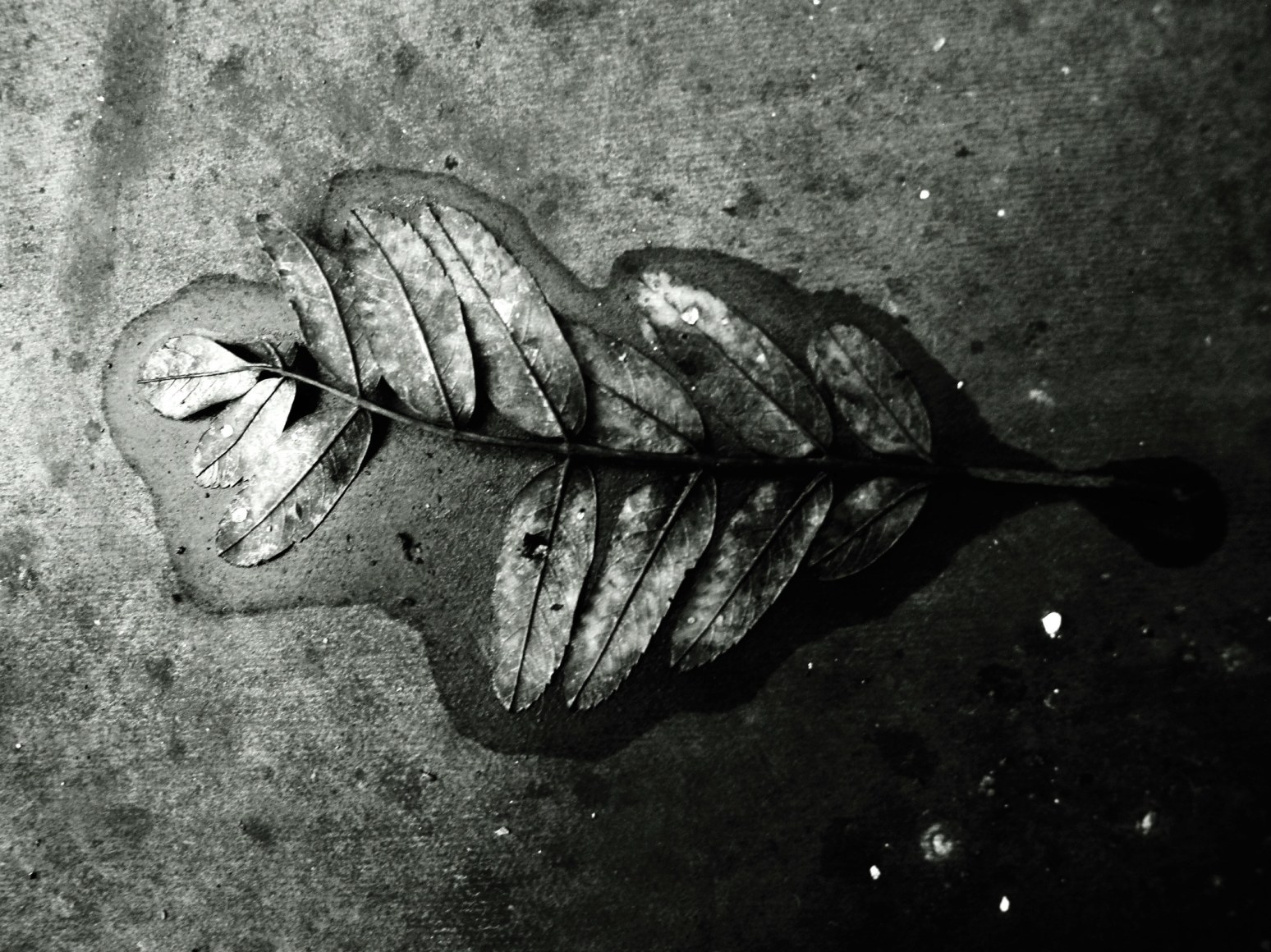 Tim White, &quot;untitled (proto-fossil)&quot;, 2018.