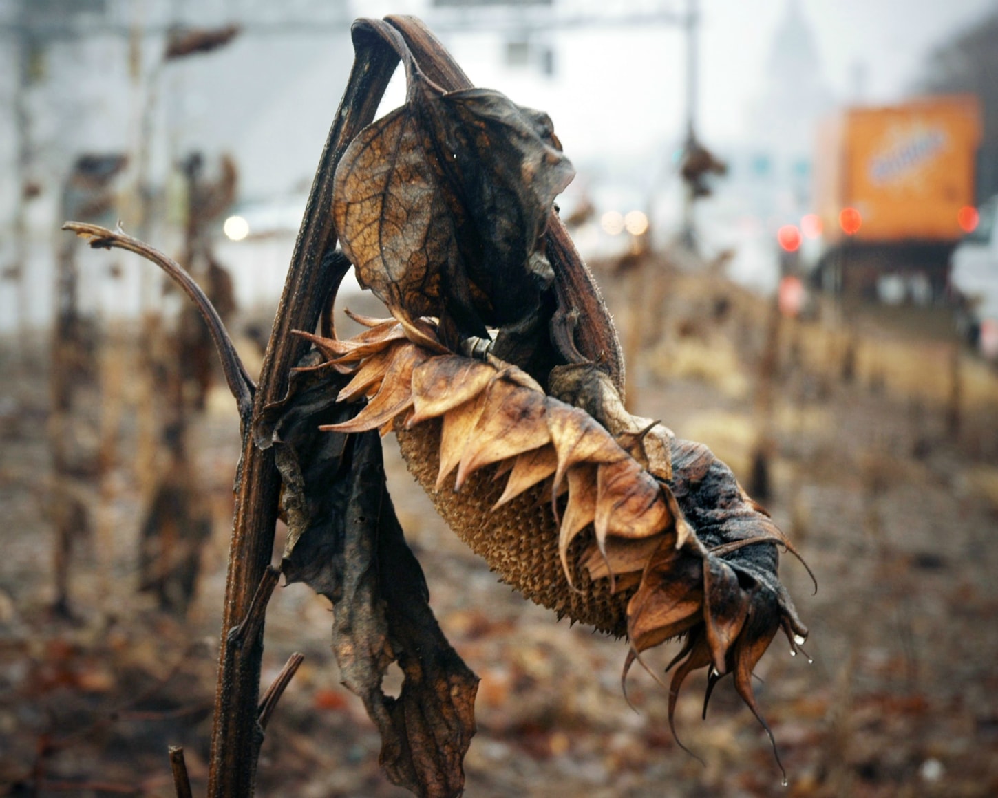 Tim White &quot;Sunkist&quot;, archival pigment print, 24 x 28 in, 2018.