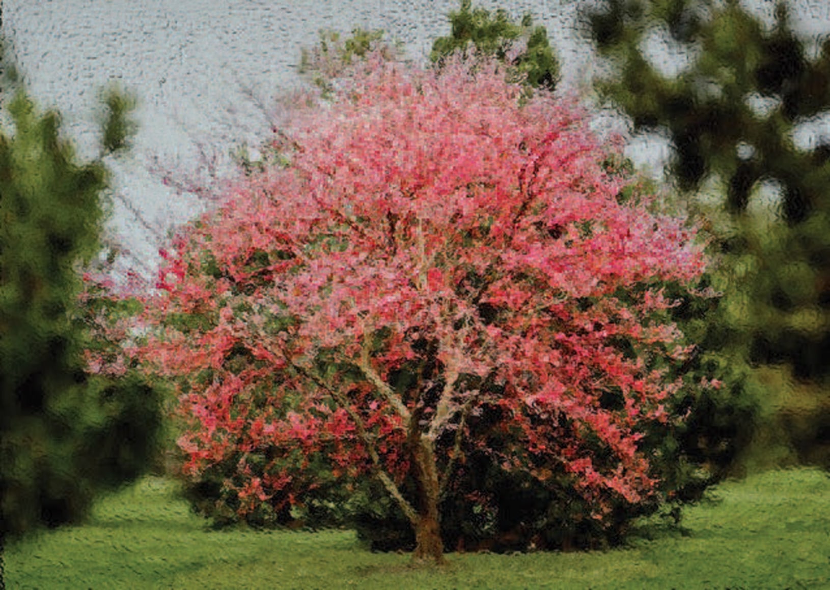 Forest Park #17, 2015, Archival pigmented ink print on Arches paper