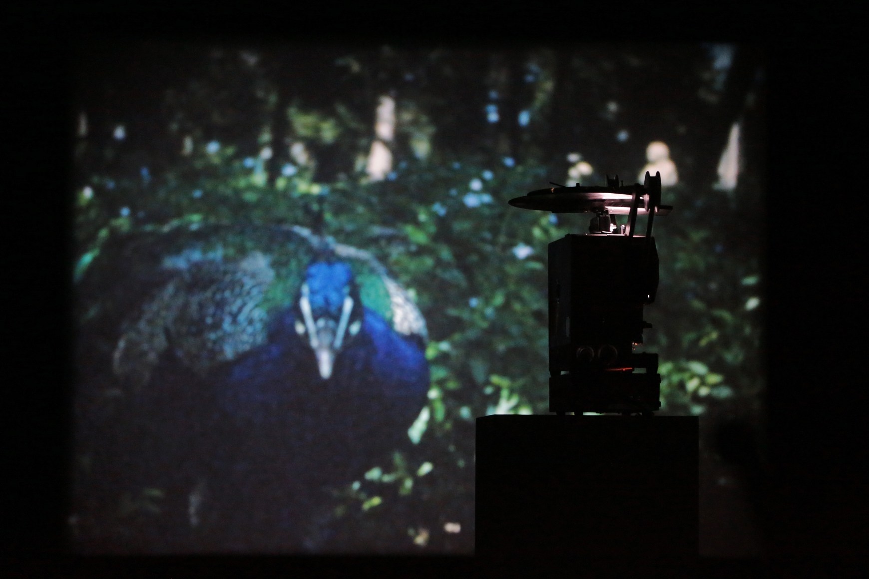 Jo&atilde;o Maria Gusm&atilde;o + Pedro Paiva, BoCA - Biennial of Contemporary Arts