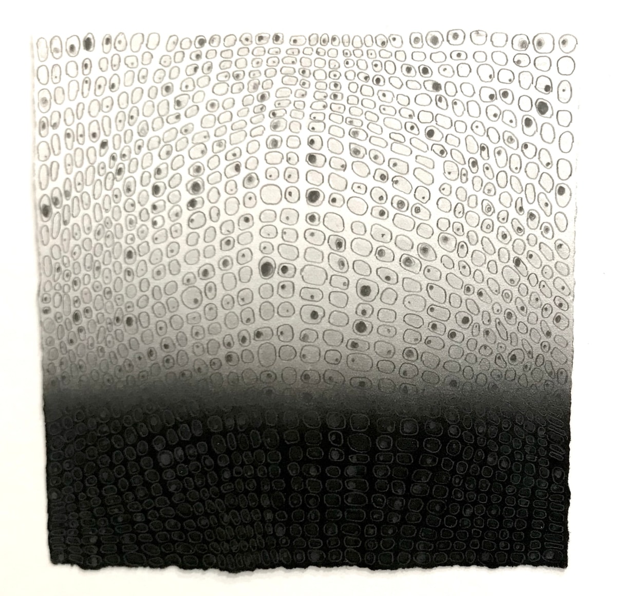 Teo Gonzalez, Study (Black and White Background), 2016