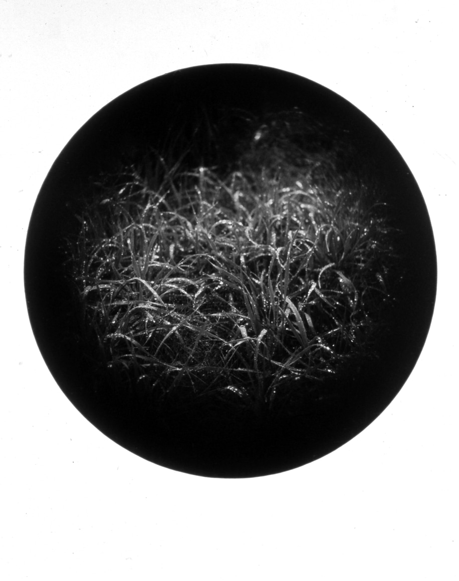 Dew, from the Paradise Series, 1994