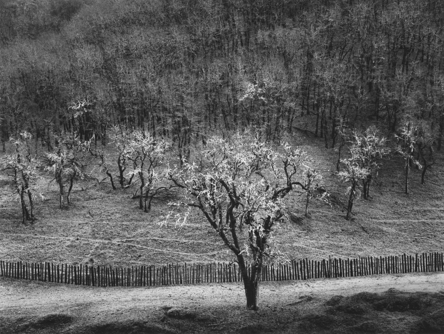 Oak Tree, Rain, Sonoma County, CA, 1960