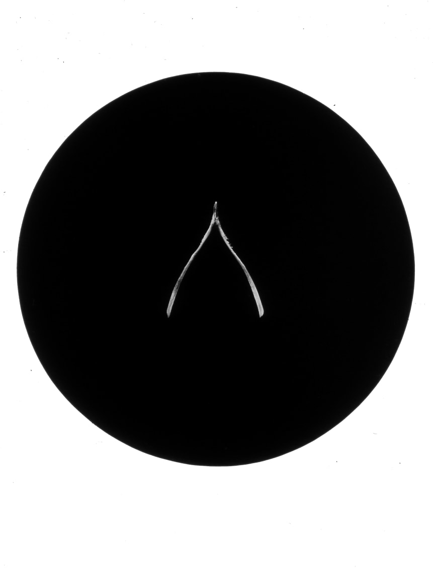 Wishbone, from the Paradise Series, 1994