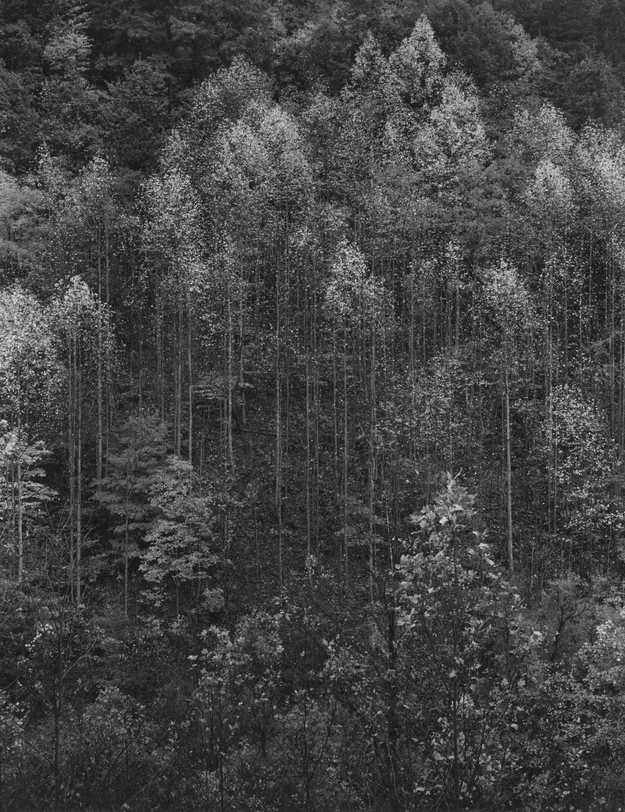 Dawn, Autumn, Great Smoky Mountains National Park, 1948