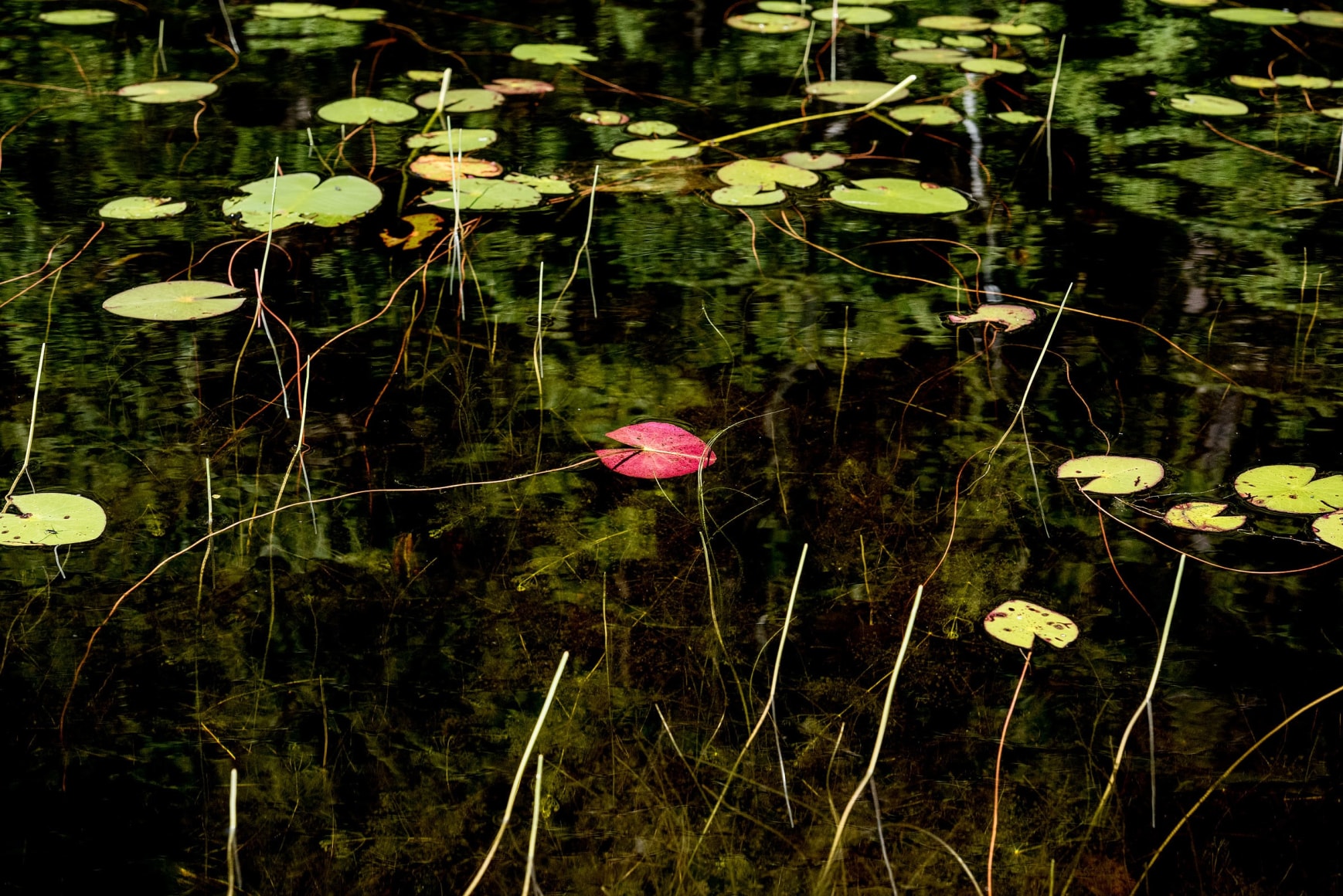 Sage Sohier, Nymphaea 3 (red lily pad underside in the midst of green), 2018