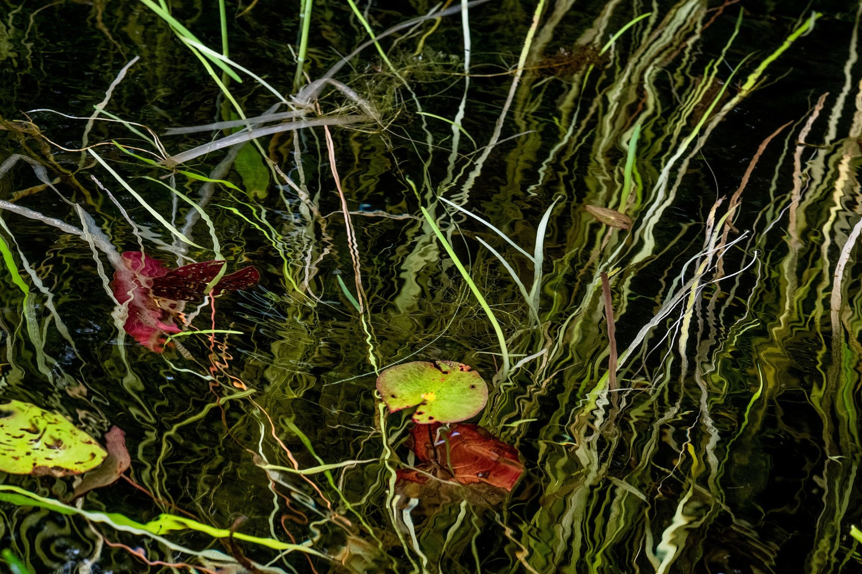 Sage Sohier, Nymphaea 6 (submerged grasses and pads moving), 2018