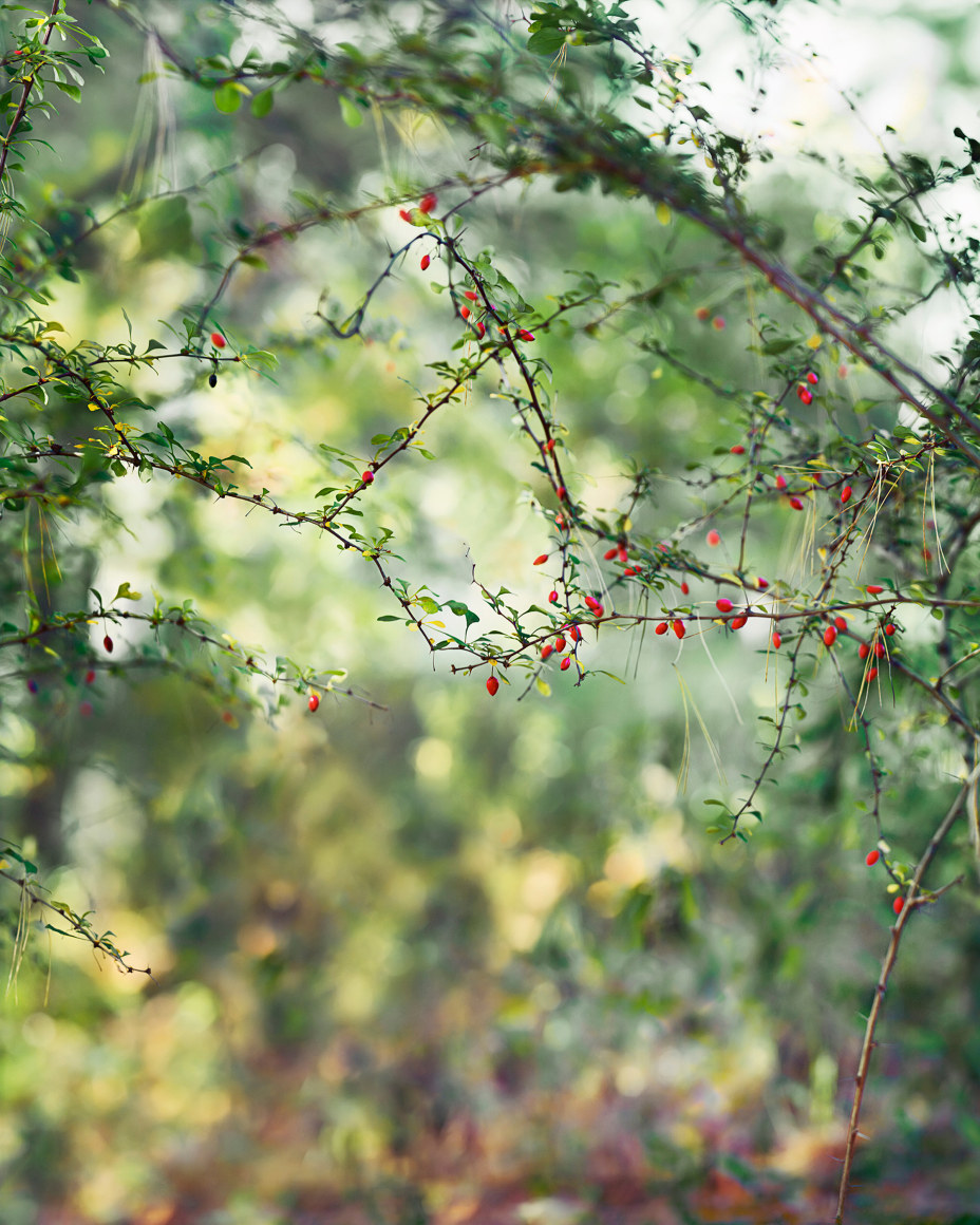 Janelle Lynch, Red Berries, 2015