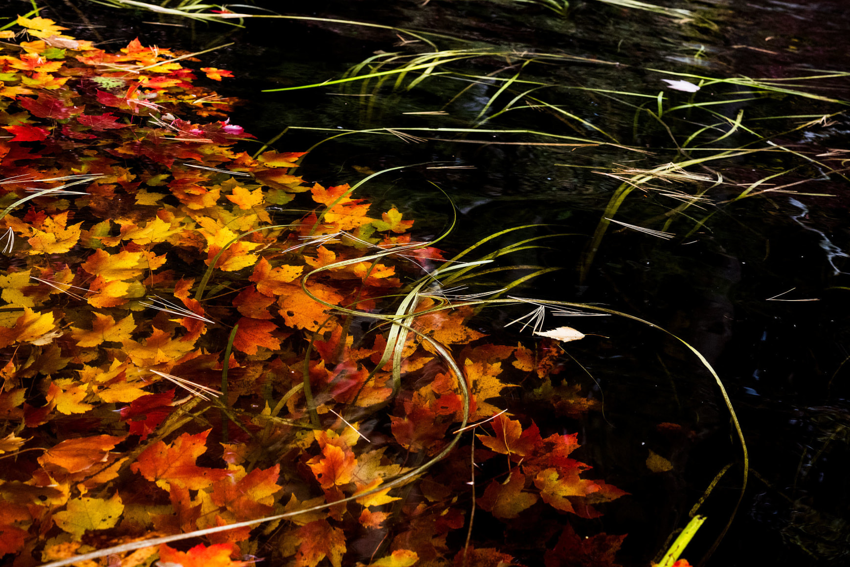Sage Sohier, Nymphaea 14 (submerged maple, felled by beaver, among pond grasses), 2018