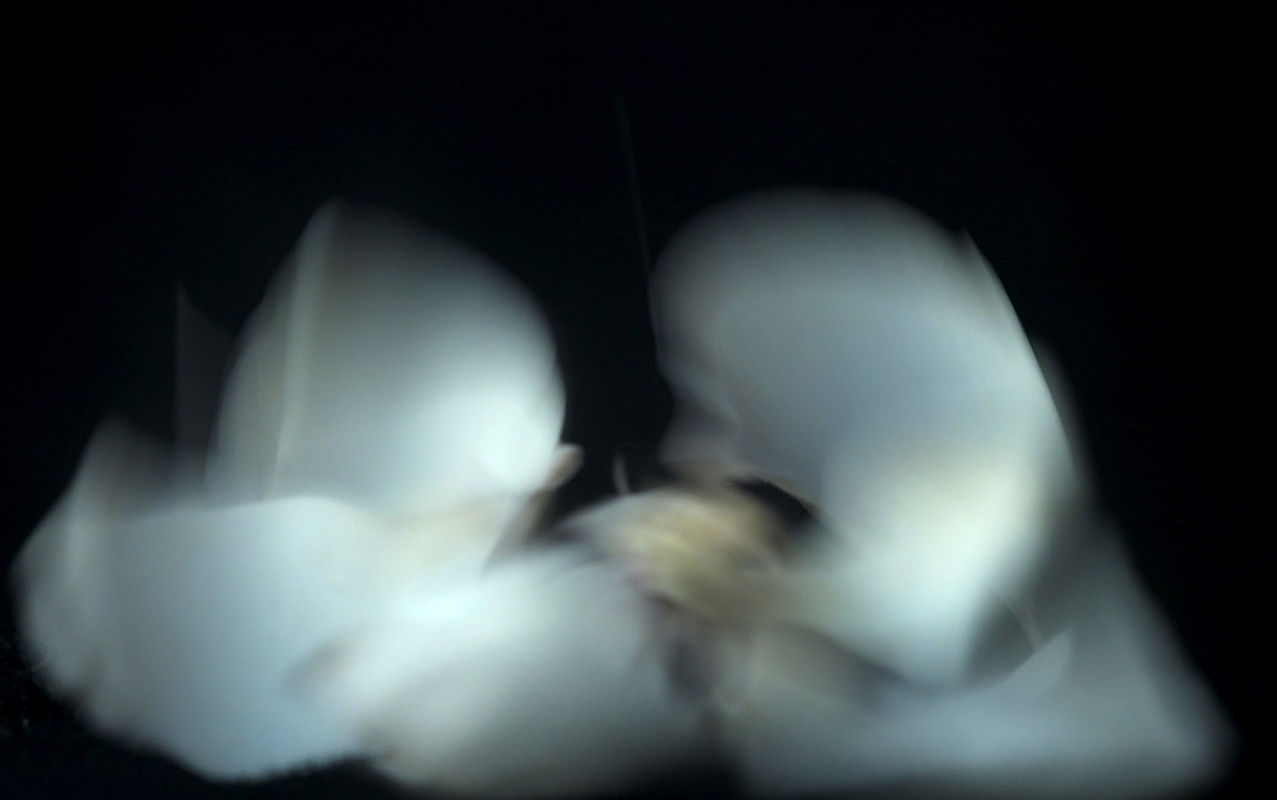 Convergent