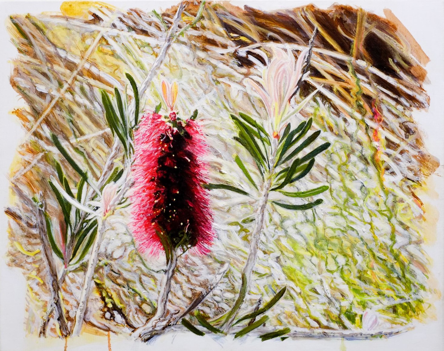 Christine James Bundjalung Heathland 2016