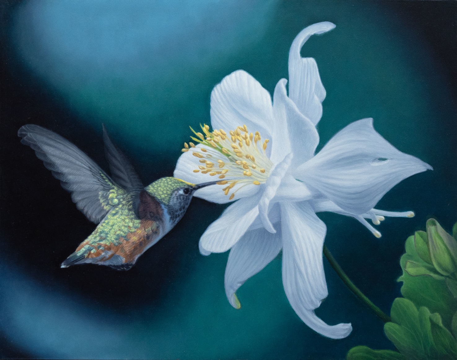 SUSAN MCDONNELL, Hummingbird and Aquilegia, 2024