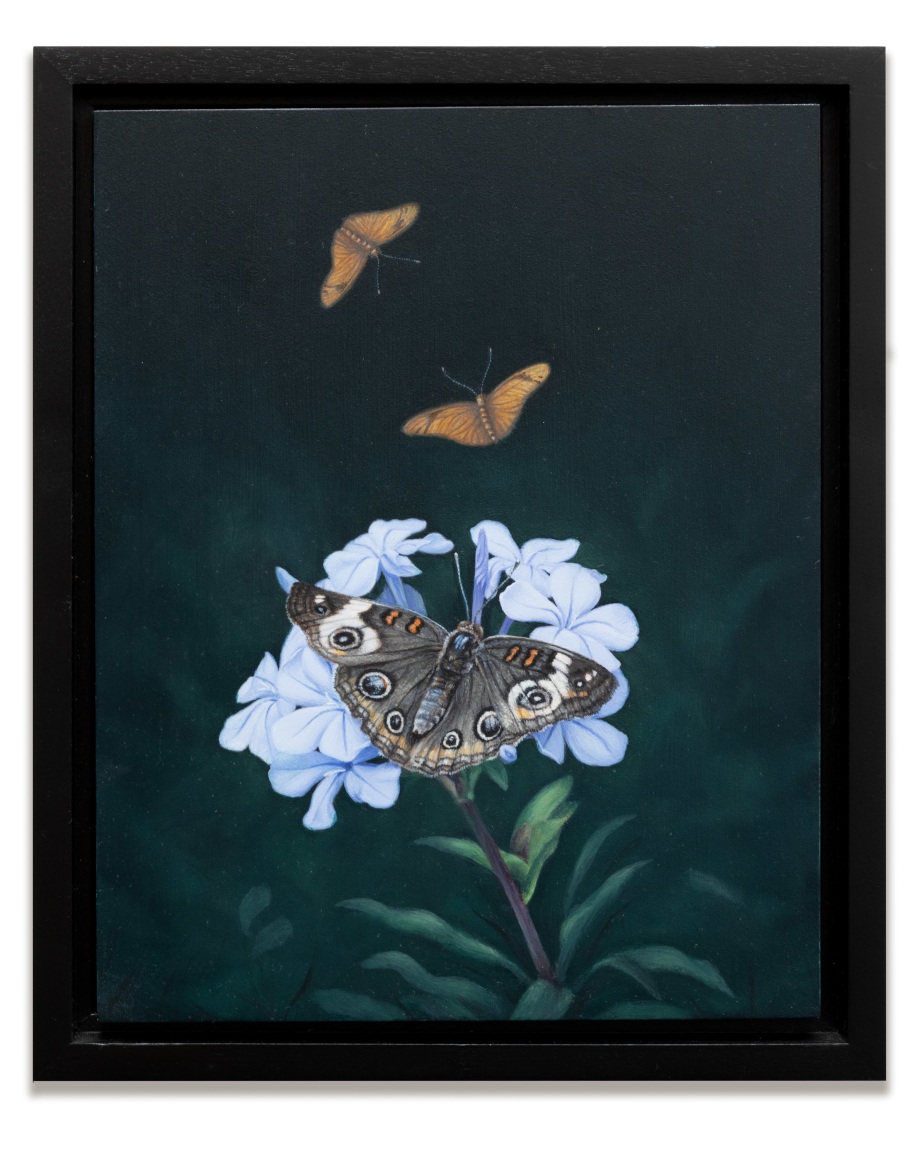 SUSAN MCDONNELL , Buckeye Butterfly, 2024