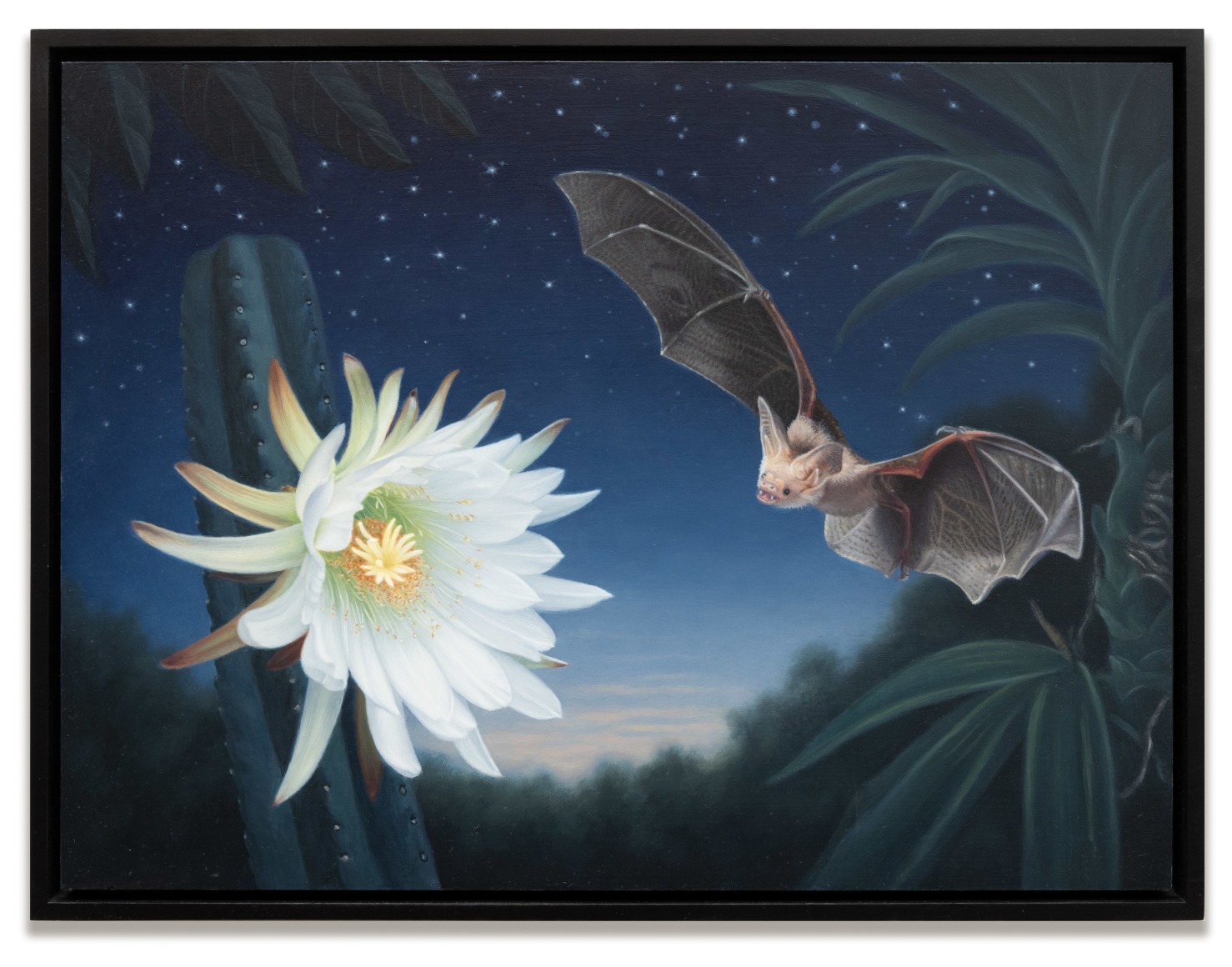 SUSAN MCDONNELL , Pallid Bat, 2024