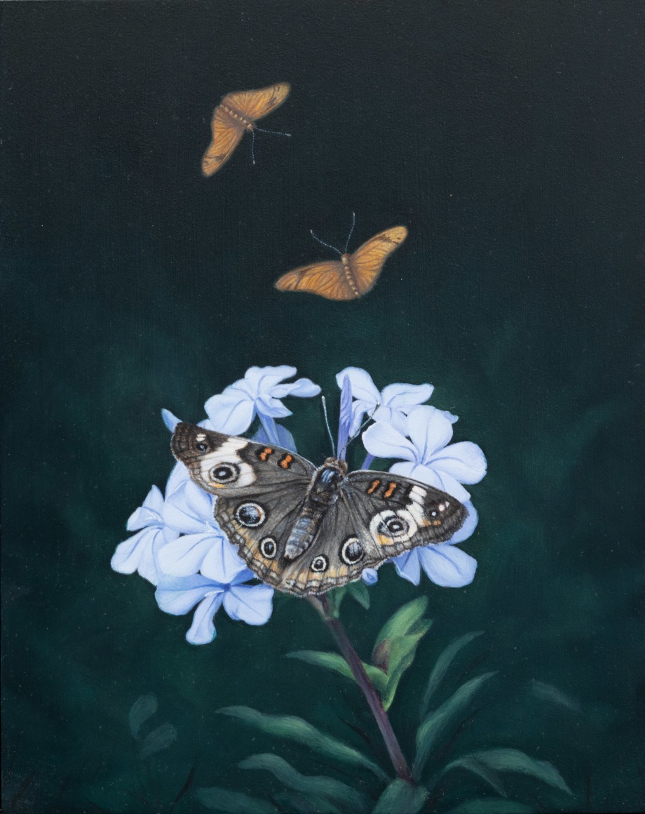 SUSAN MCDONNELL , Buckeye Butterfly, 2024