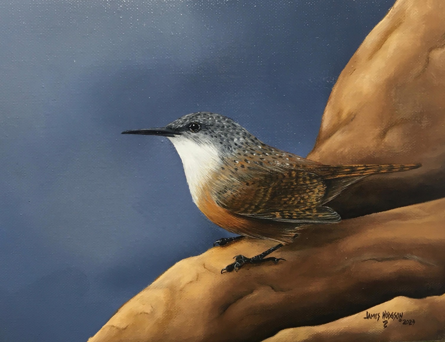 JAMES HODGSON , Canyon Wren, 2023