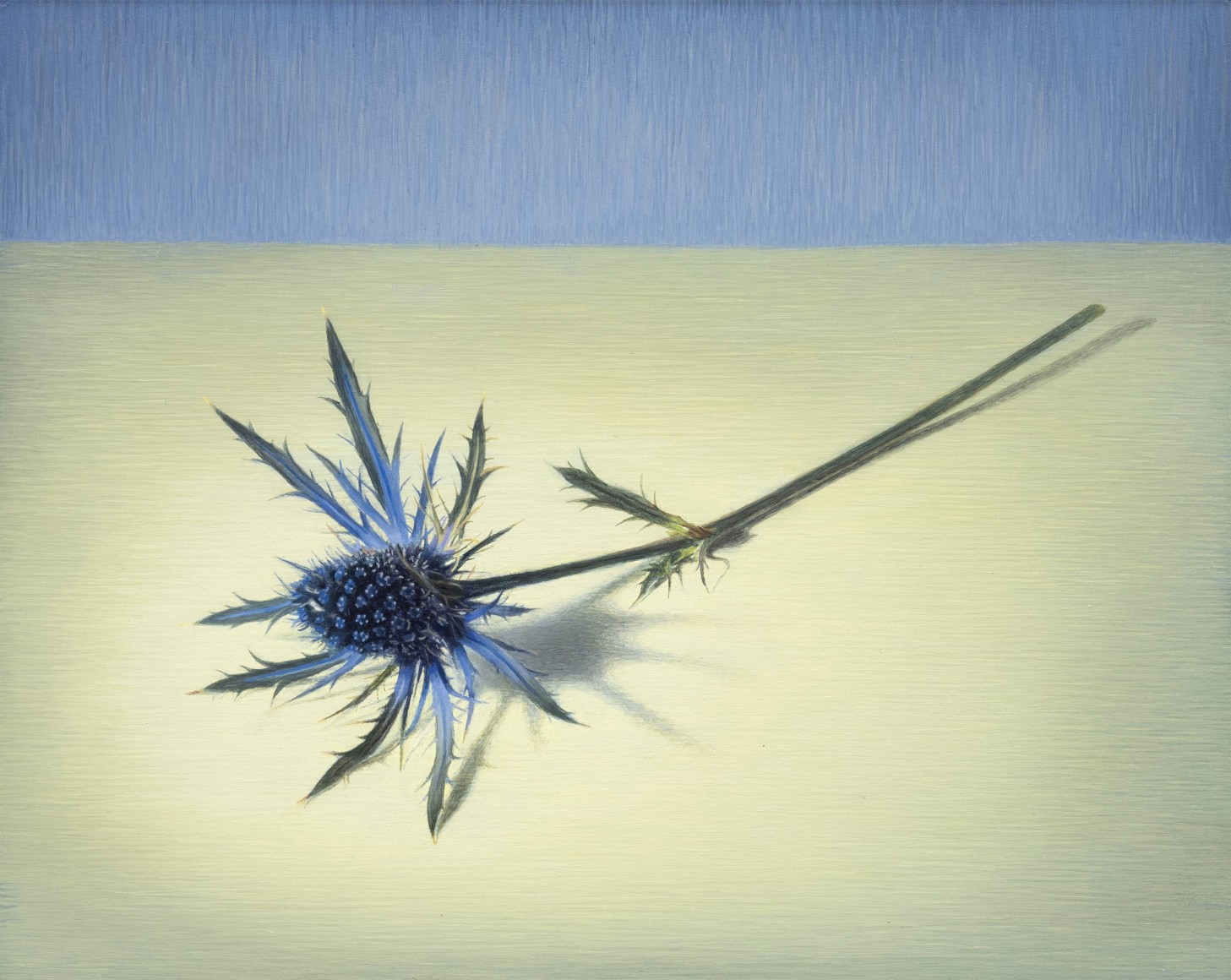 SUSAN MCDONNELL , Thistle, 2023