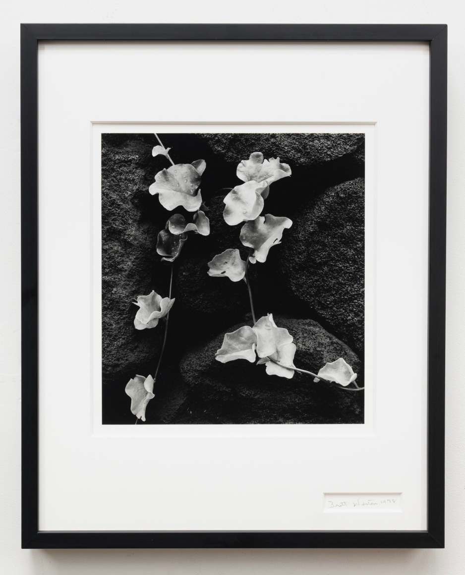 BRETT WESTON (1911-1993), Flowers, Wall, Hawaii, 1978
