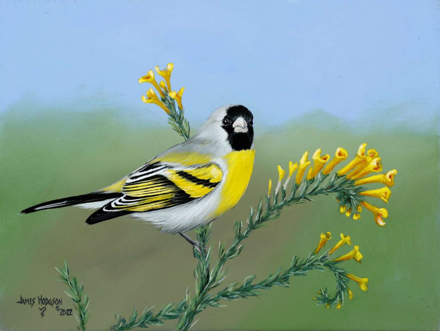 JAMES HODGSON , Lawrence's Goldfinch, 2022