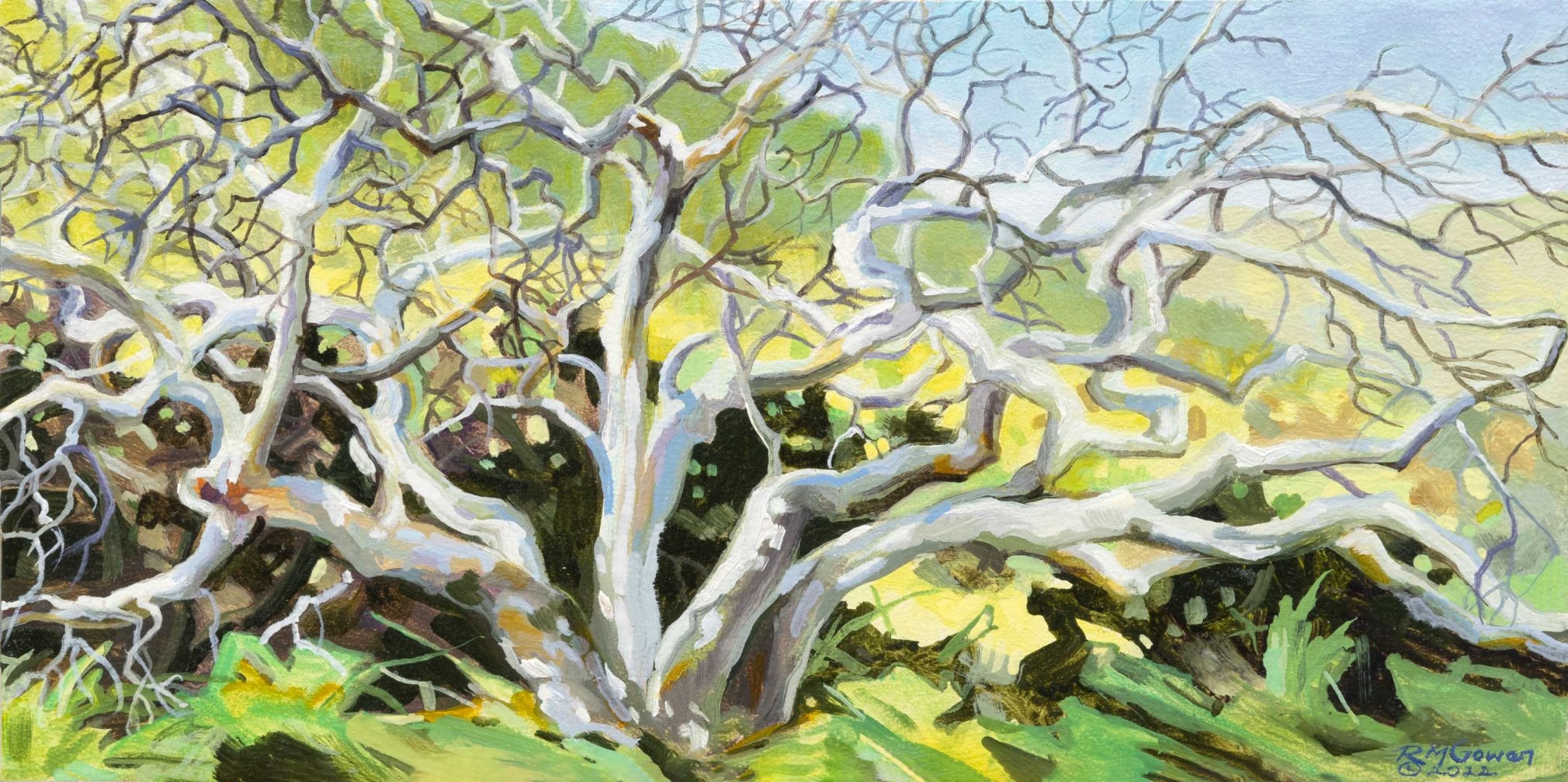 ROBIN GOWEN , The Sycamore, 2022