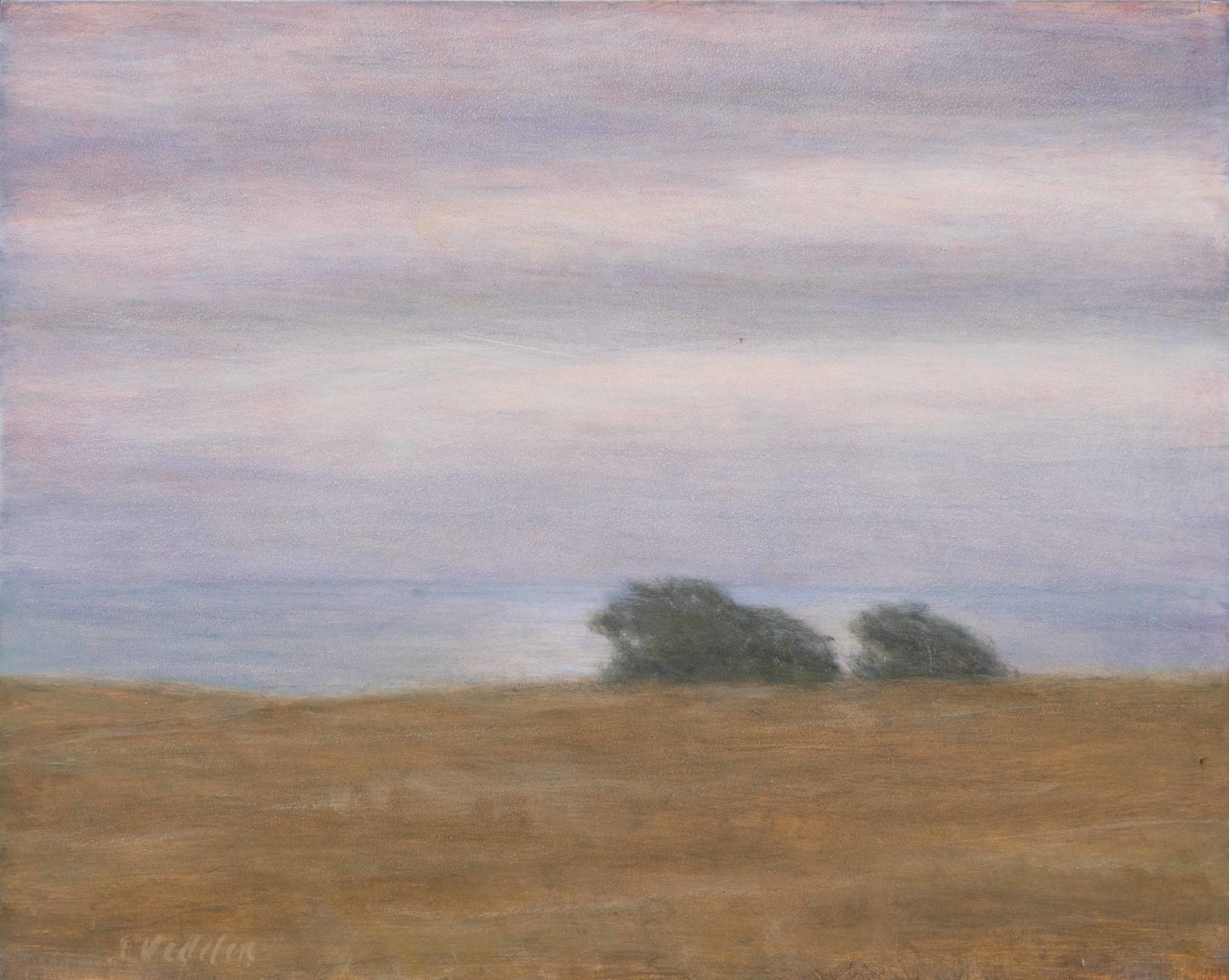 SARAH VEDDER , Cypress on the Headlands, 2023