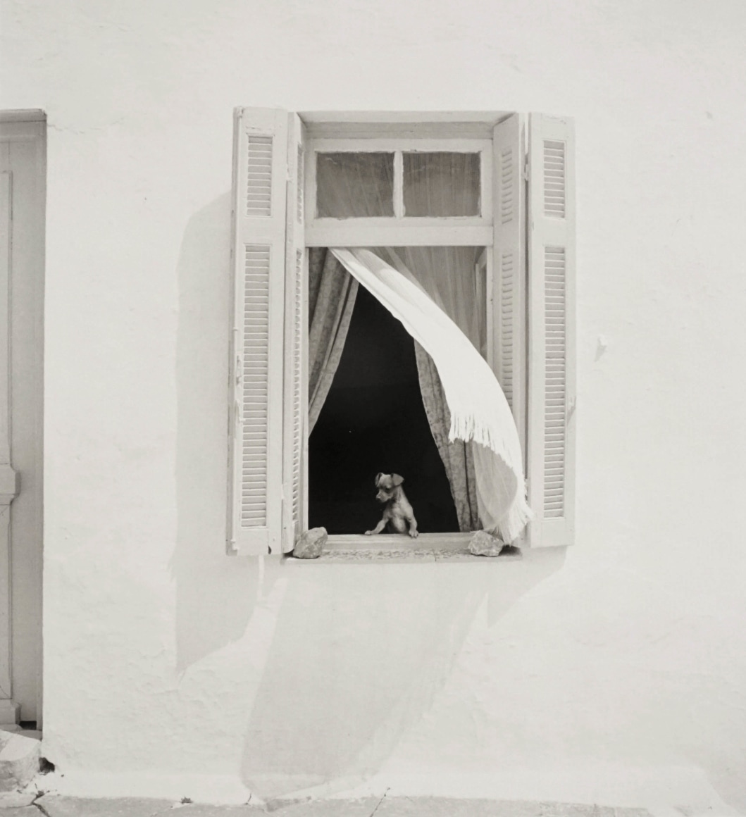 PENTTI SAMMALLAHTI , Hydra, Greece, (Puppy in Window), 1975