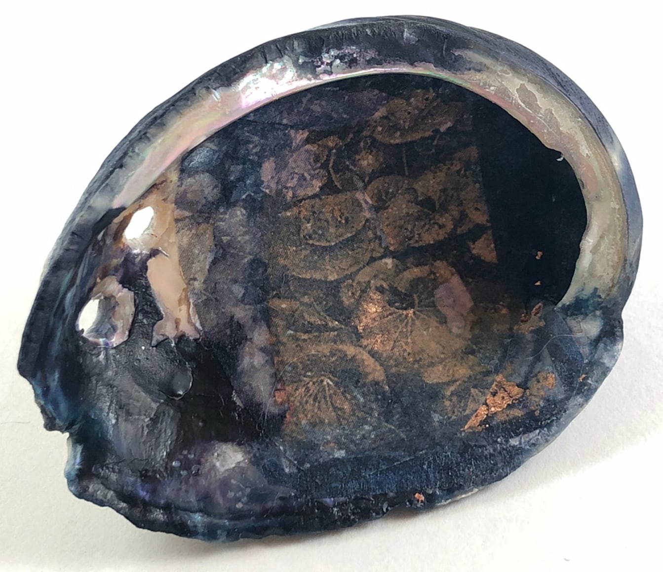 MONICA WIESBLOTT , Dreams of the Abalone, 2025