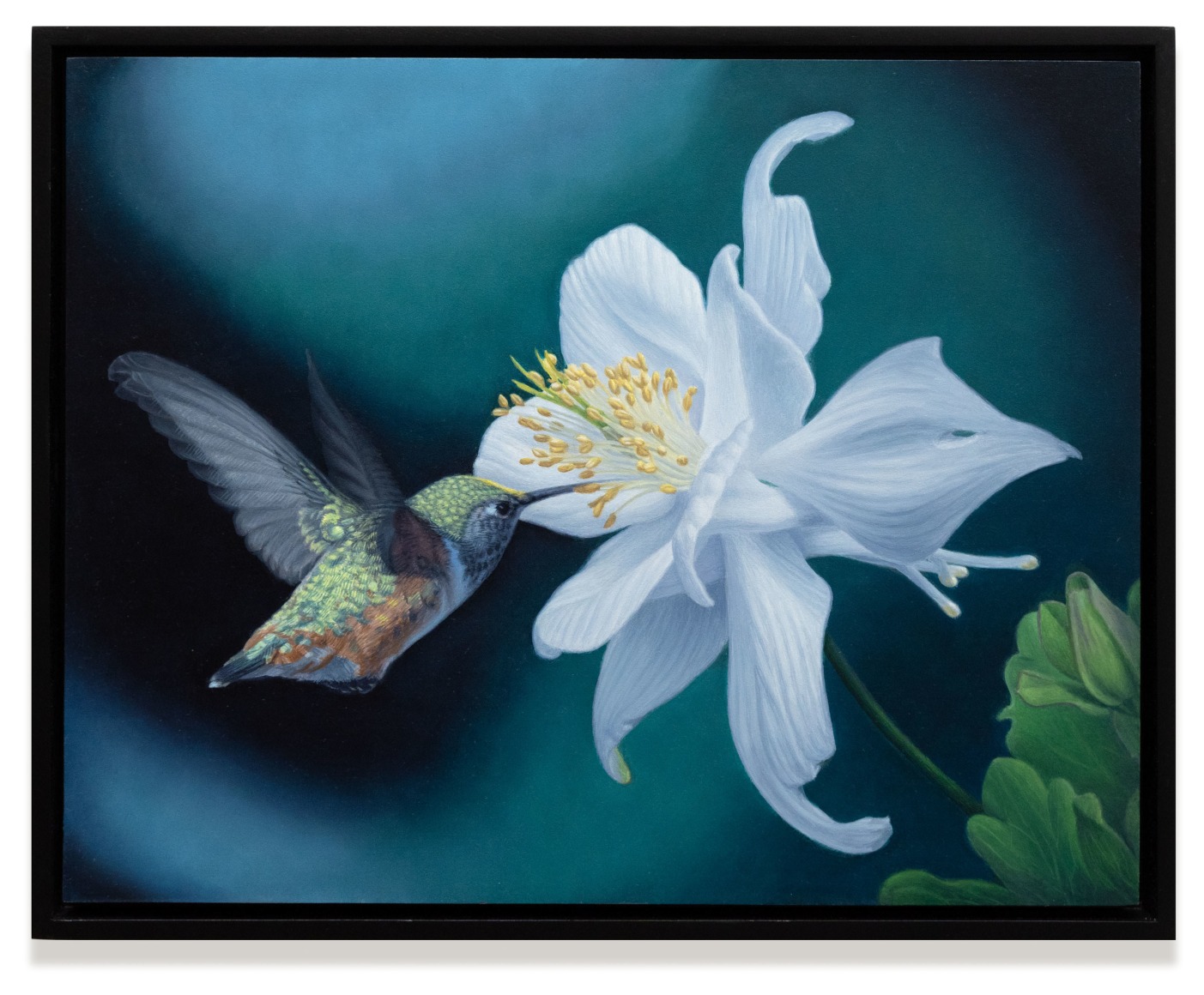 SUSAN MCDONNELL, Hummingbird and Aquilegia, 2024